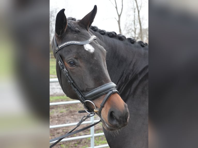 Hannoveraan Merrie 6 Jaar 169 cm Donkerbruin in Stramproy