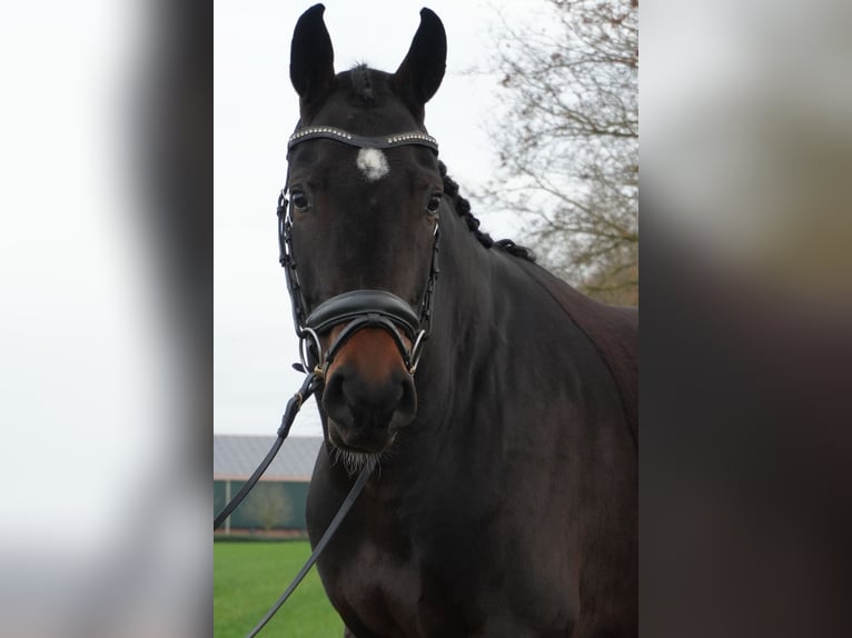 Hannoveraan Merrie 6 Jaar 169 cm Donkerbruin in Stramproy