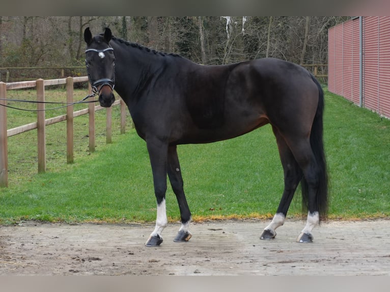 Hannoveraan Merrie 6 Jaar 169 cm Donkerbruin in Stramproy