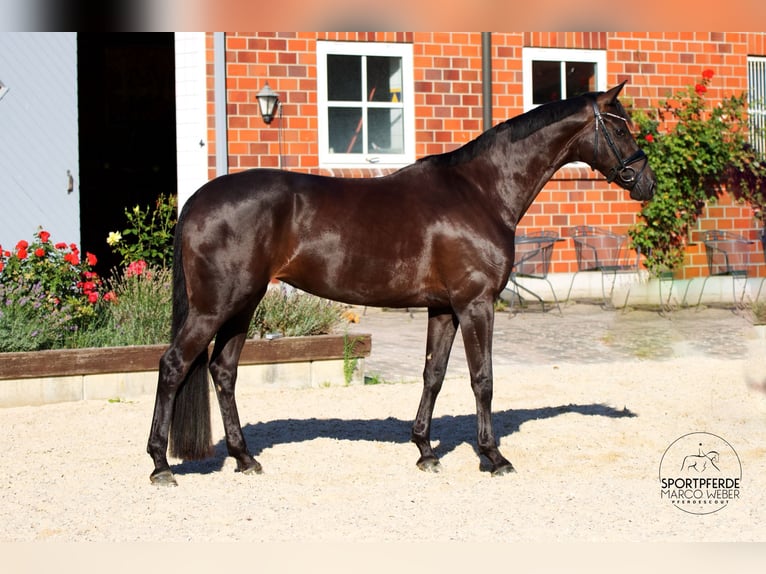 Hannoveraan Merrie 6 Jaar 169 cm Zwart in Werl