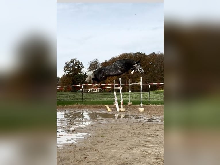Hannoveraan Merrie 6 Jaar 169 cm Zwartschimmel in Ladbergen