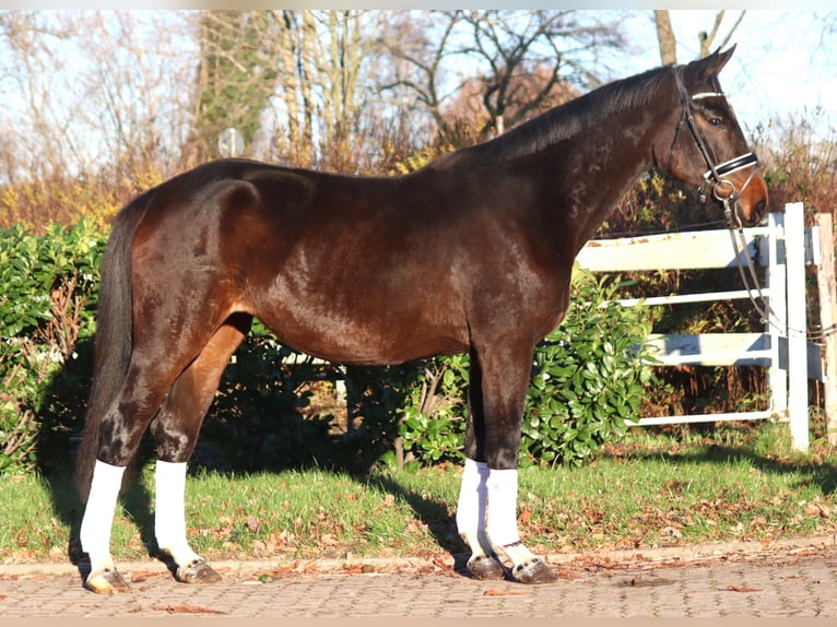 Hannoveraan Merrie 6 Jaar 170 cm Bruin in Selsingen