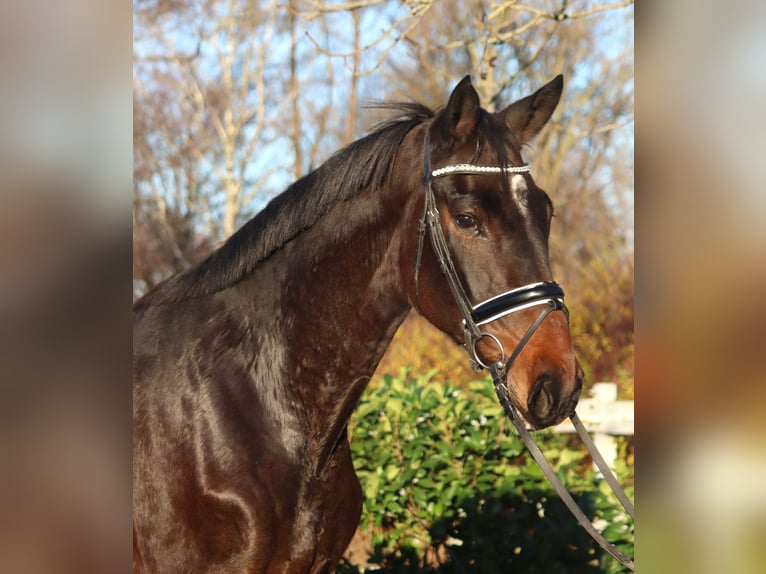 Hannoveraan Merrie 6 Jaar 170 cm Bruin in Selsingen