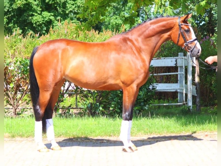 Hannoveraan Merrie 6 Jaar 170 cm Bruin in Selsingen