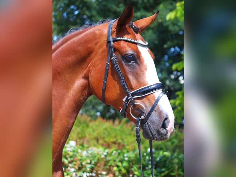 Hannoveraan Merrie 6 Jaar 170 cm Bruin in Selsingen