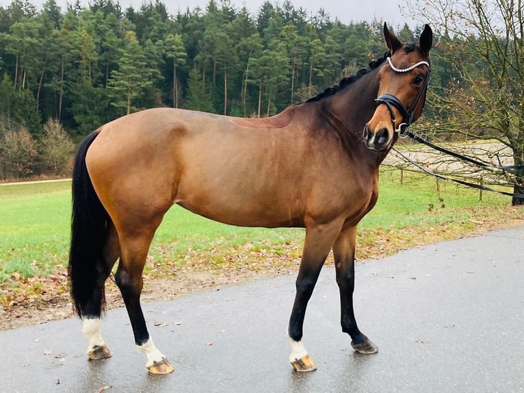 Hannoveraan Merrie 6 Jaar 170 cm Bruin in Ostrach