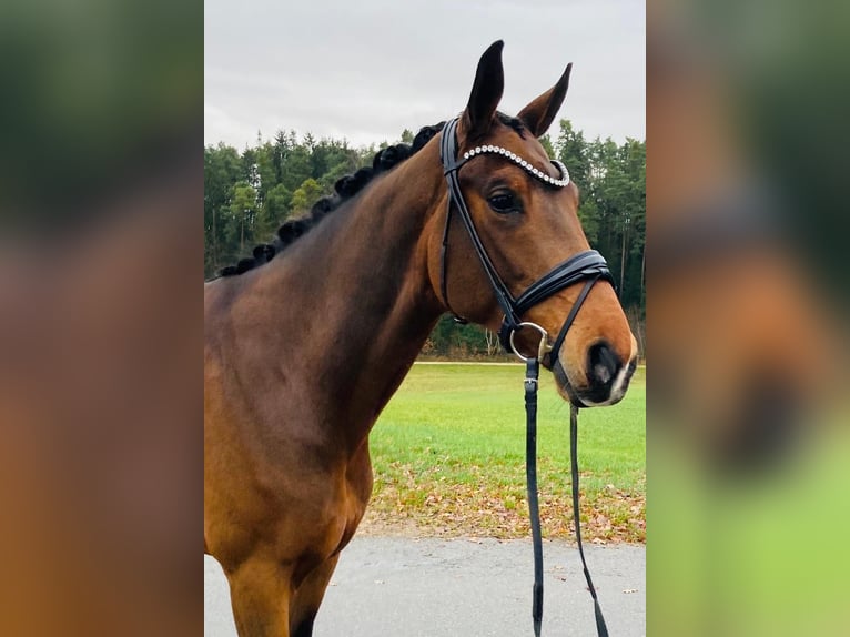 Hannoveraan Merrie 6 Jaar 170 cm Bruin in Ostrach