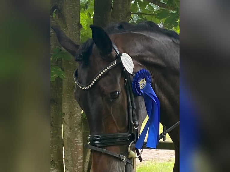 Hannoveraan Merrie 6 Jaar 170 cm Bruin in Kutenholz