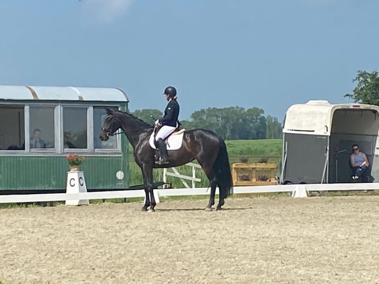 Hannoveraan Merrie 6 Jaar 170 cm Bruin in Kutenholz