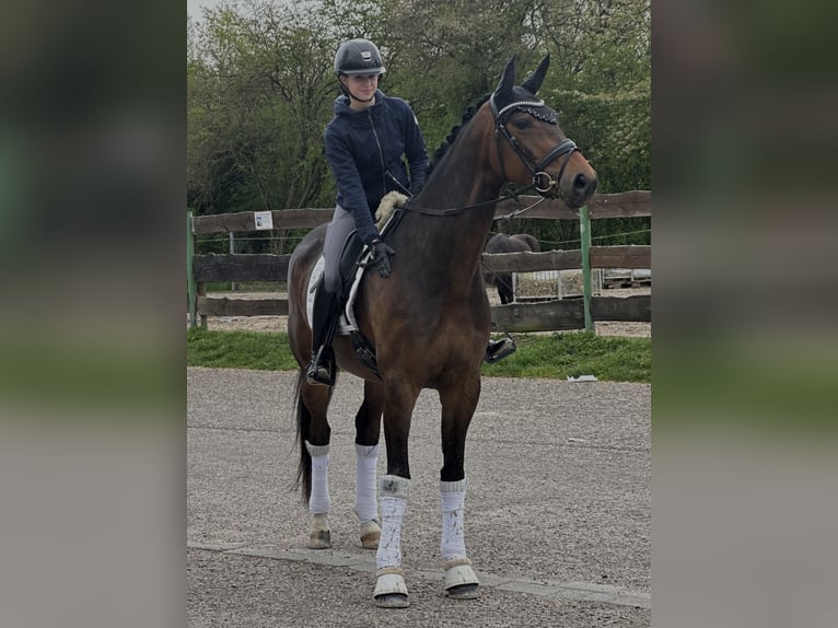 Hannoveraan Merrie 6 Jaar 170 cm Bruin in Neulußheim