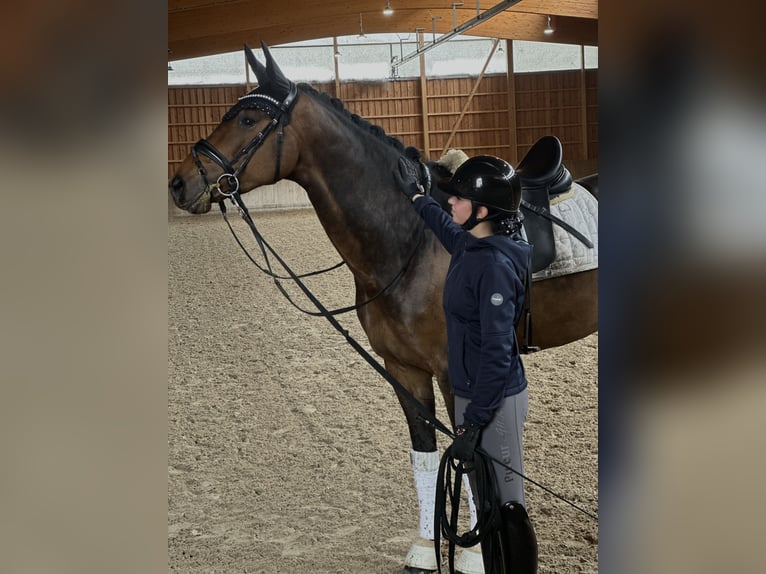 Hannoveraan Merrie 6 Jaar 170 cm Bruin in Neulußheim