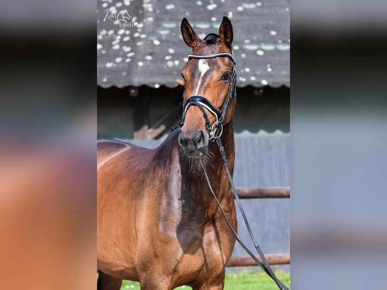 Hannoveraan Merrie 6 Jaar 170 cm Bruin in Tarmstedt