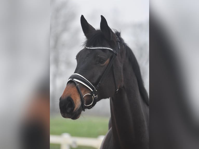 Hannoveraan Merrie 6 Jaar 170 cm Bruin in Bremervörde