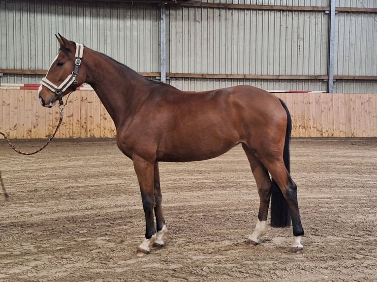 Hannoveraan Merrie 6 Jaar 170 cm Bruin in Rehbeck