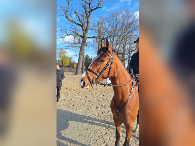 Hannoveraan Merrie 6 Jaar 170 cm Bruin in Rehbeck
