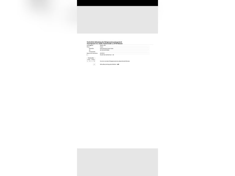 Hannoveraan Merrie 6 Jaar 170 cm Bruin in Rehbeck