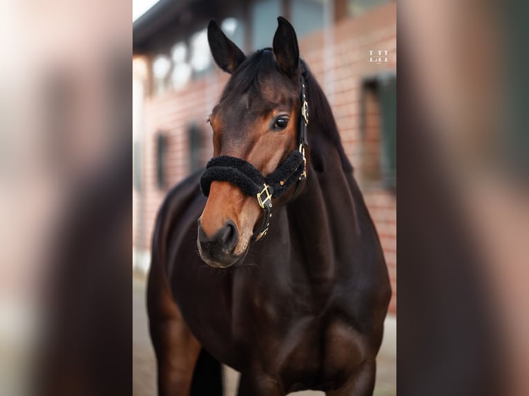 Hannoveraan Merrie 6 Jaar 170 cm Donkerbruin in Ratingen