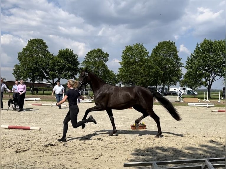 Hannoveraan Merrie 6 Jaar 170 cm Donkere-vos in Petershagen