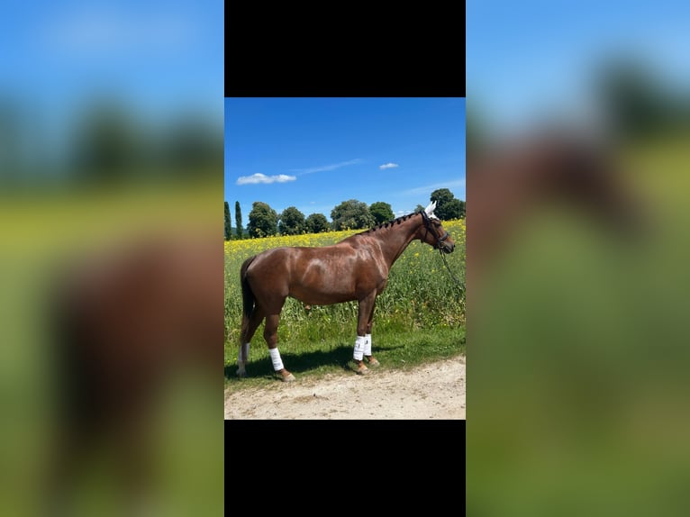 Hannoveraan Merrie 6 Jaar 170 cm Donkere-vos in Worms