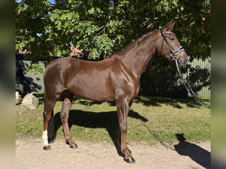 Hannoveraan Merrie 6 Jaar 170 cm Donkere-vos in Kasseburg