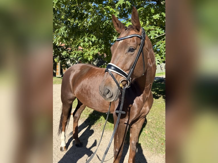 Hannoveraan Merrie 6 Jaar 170 cm Donkere-vos in Kasseburg