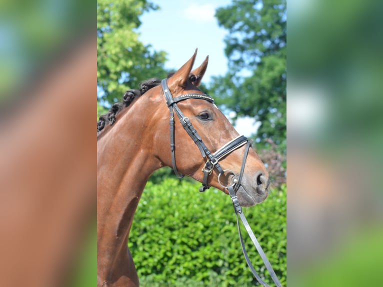 Hannoveraan Merrie 6 Jaar 170 cm Donkere-vos in Selsingen