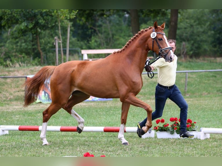 Hannoveraan Merrie 6 Jaar 170 cm Vos in Bremen