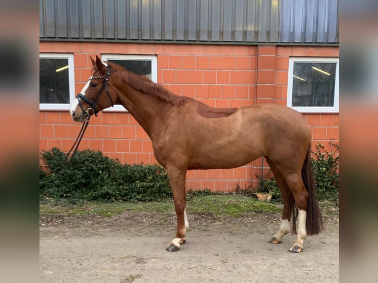 Hannoveraan Merrie 6 Jaar 170 cm Vos in Hepstedt