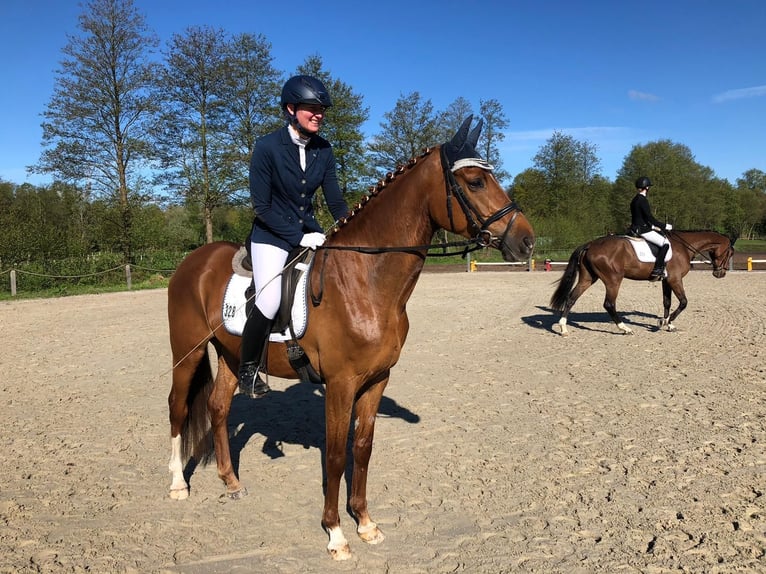 Hannoveraan Merrie 6 Jaar 170 cm Vos in Radbruch