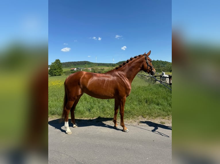 Hannoveraan Merrie 6 Jaar 170 cm Vos in Wartenberg