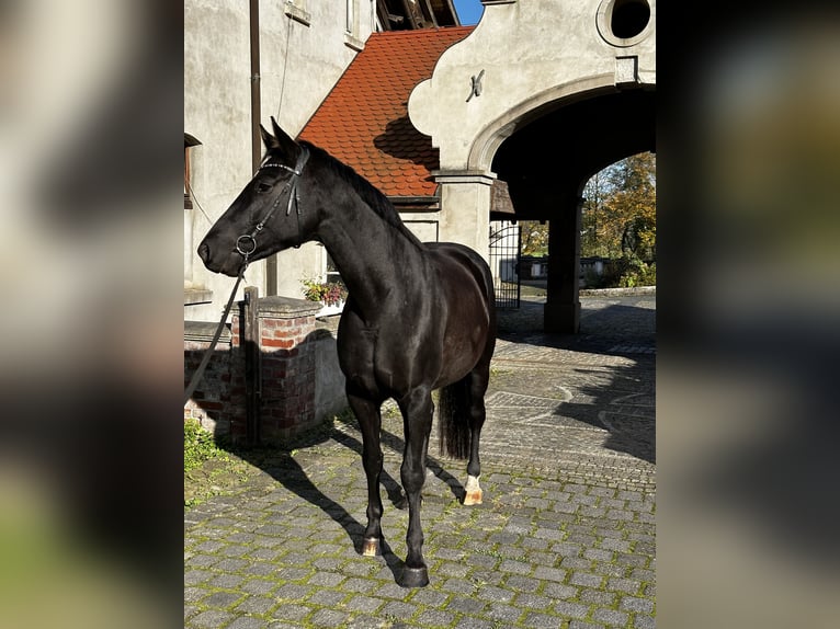 Hannoveraan Merrie 6 Jaar 170 cm Zwart in Leichlingen