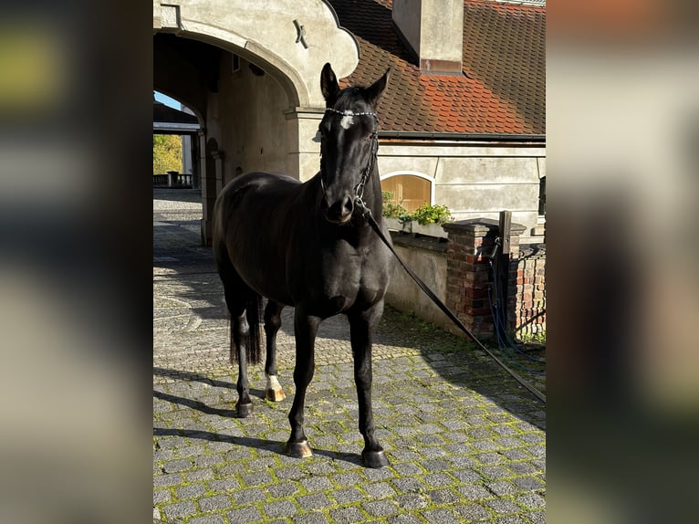 Hannoveraan Merrie 6 Jaar 170 cm Zwart in Leichlingen