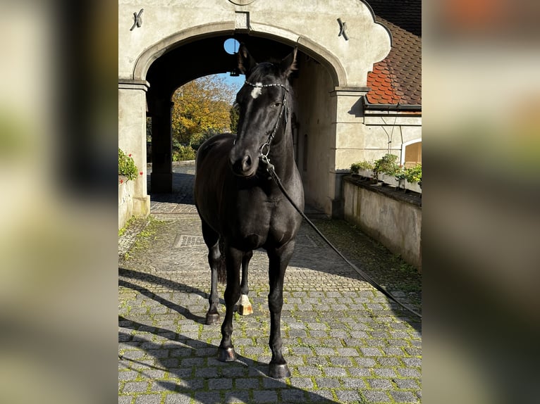 Hannoveraan Merrie 6 Jaar 170 cm Zwart in Leichlingen