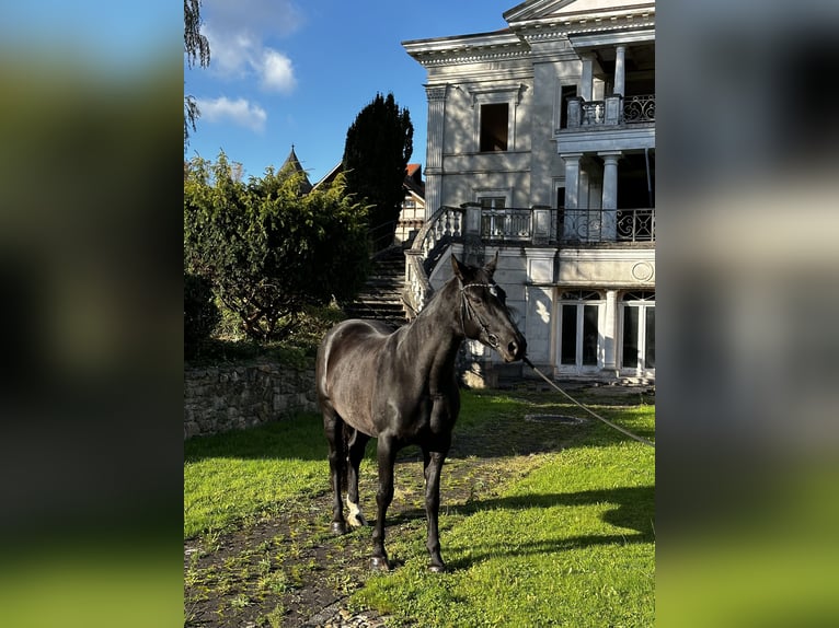 Hannoveraan Merrie 6 Jaar 170 cm Zwart in Leichlingen