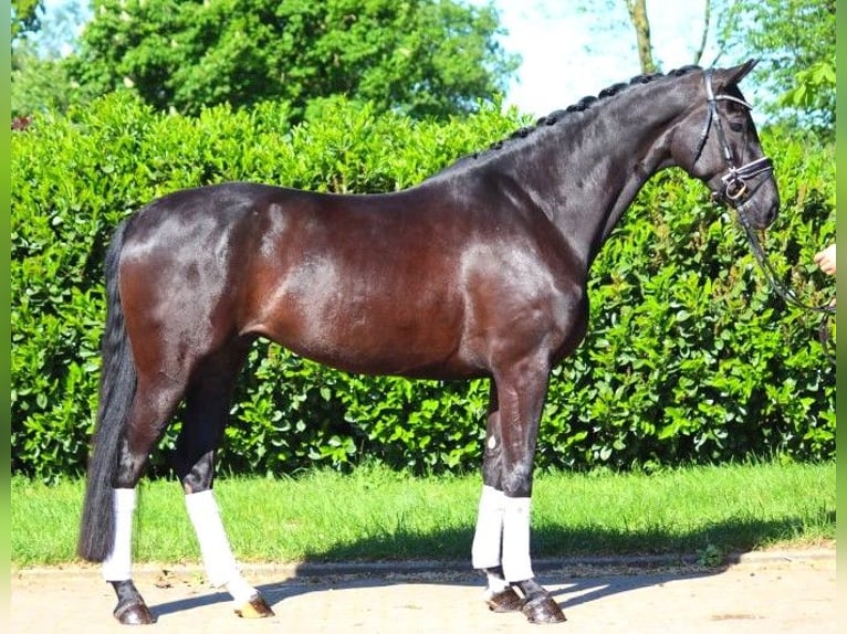 Hannoveraan Merrie 6 Jaar 170 cm Zwart in Selsingen