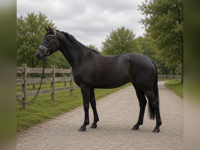 Hannoveraan Merrie 6 Jaar 170 cm Zwartbruin in Neuhaus an der Oste