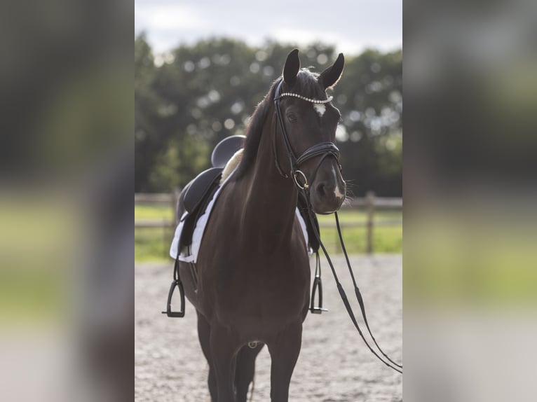 Hannoveraan Merrie 6 Jaar 170 cm Zwartbruin in Friedeburg