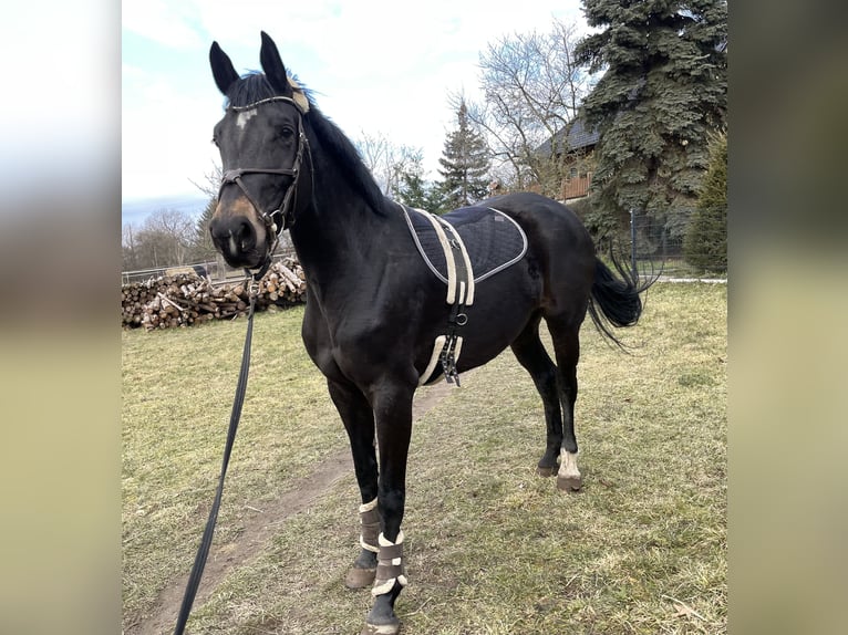 Hannoveraan Merrie 6 Jaar 170 cm Zwartbruin in Nünchritz