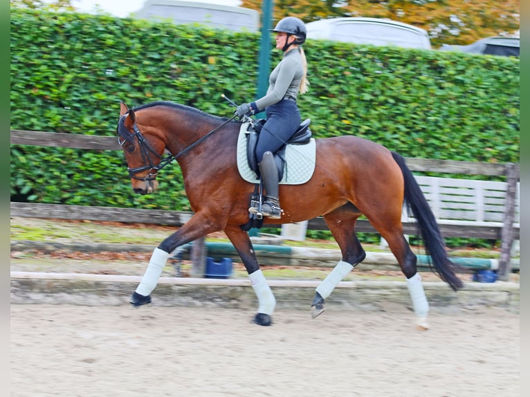 Hannoveraan Merrie 6 Jaar 171 cm Bruin in Kempen