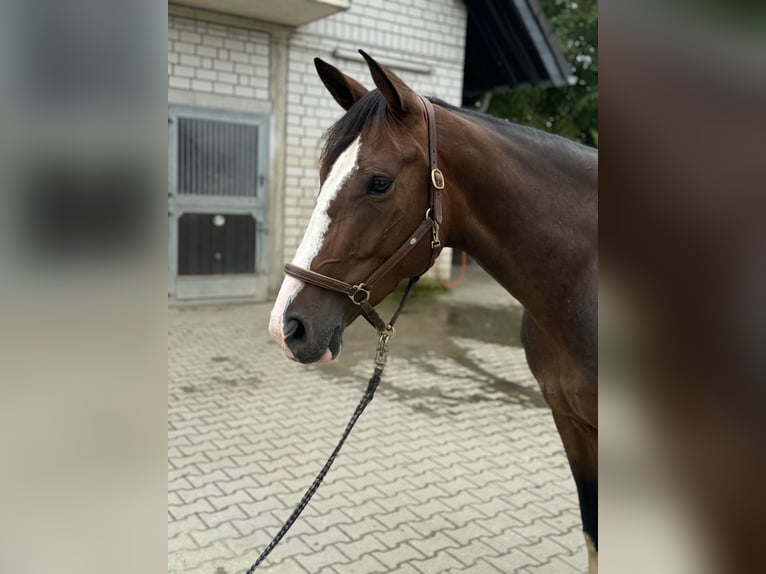 Hannoveraan Merrie 6 Jaar 171 cm Bruin in RatingenRatingen