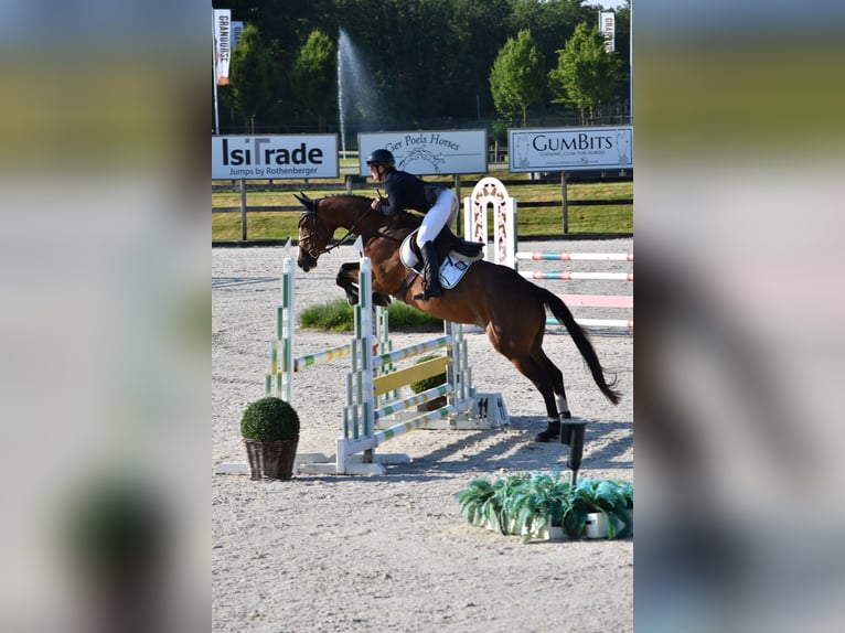 Hannoveraan Merrie 6 Jaar 171 cm Bruin in RatingenRatingen