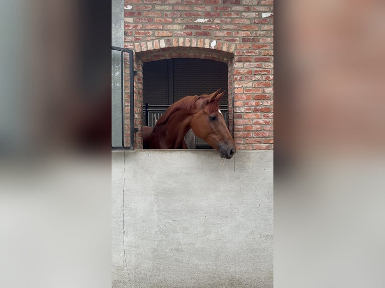 Hannoveraan Merrie 6 Jaar 171 cm Vos in Klein Meckelsen