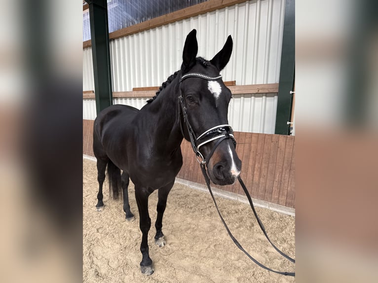 Hannoveraan Merrie 6 Jaar 171 cm Zwartbruin in Westerstede