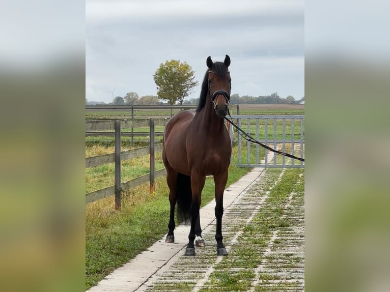 Hannoveraan Merrie 6 Jaar 172 cm Bruin in Hildesheim