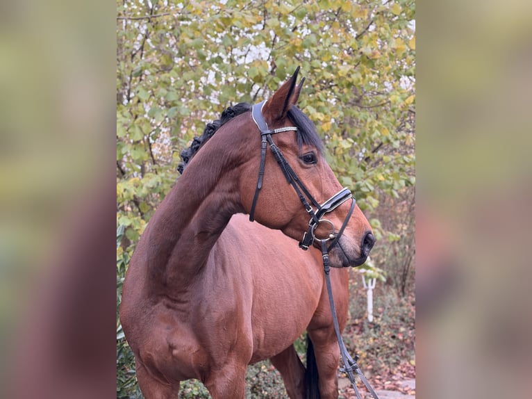Hannoveraan Merrie 6 Jaar 172 cm Bruin in Rosdorf