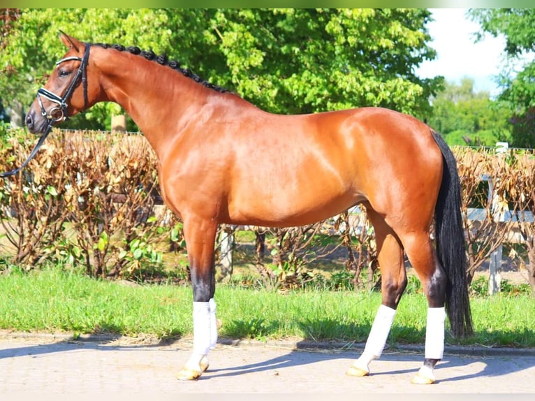 Hannoveraan Merrie 6 Jaar 172 cm Bruin in Selsingen