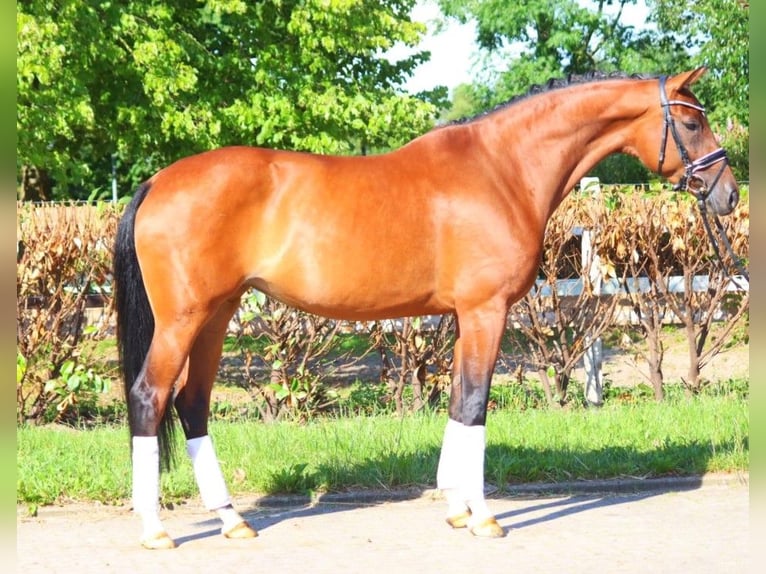 Hannoveraan Merrie 6 Jaar 172 cm Bruin in Selsingen