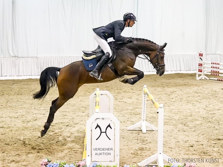 Hannoveraan Merrie 6 Jaar 172 cm Bruin in Verden