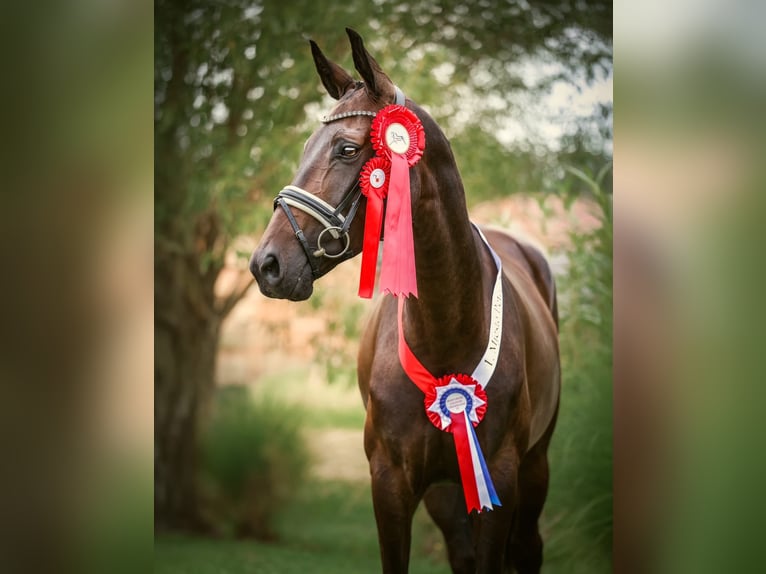Hannoveraan Merrie 6 Jaar 172 cm Donkerbruin in Beretinec