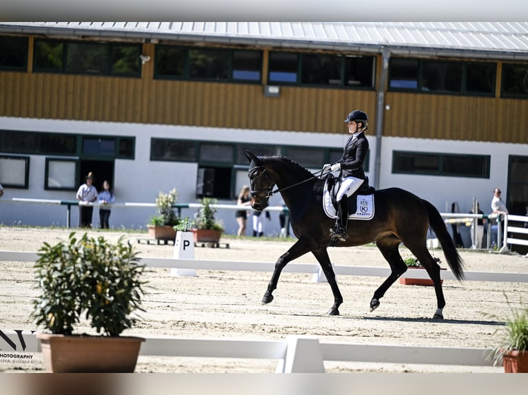Hannoveraan Merrie 6 Jaar 172 cm Donkerbruin in Beretinec